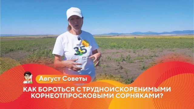 Как бороться с трудноискоренимыми корнеотпросковыми сорняками? | Осенняя глифосатная обработка #агро