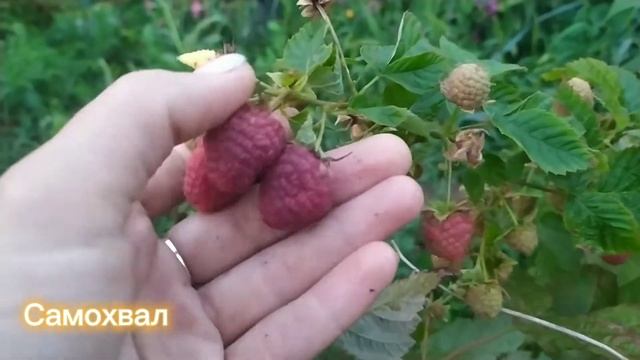 Малина Самохвал