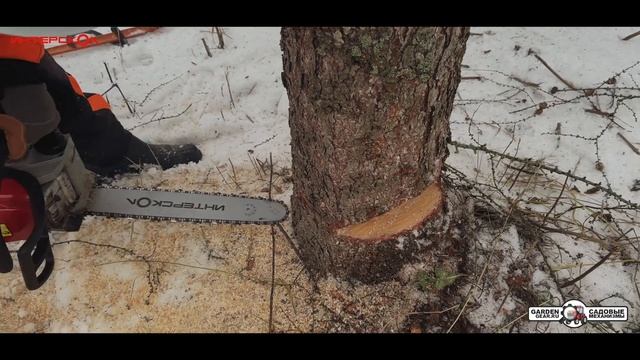 Безопасная валка дерева с помощью бензопилы Интерско?