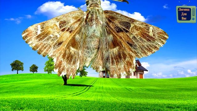 Карточки Домана | Учим насекомых и их звуки | Учим назв?