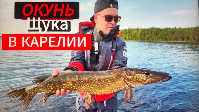 Рыбалка в Карелии лето 2024 , Окунь , Щука 3кг , Джиг и Воблера . Следы Медведя . Северная рыбалка .