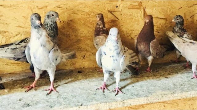 Мои Бакинские голуби и их здоровье/My Baku pigeons and their health.