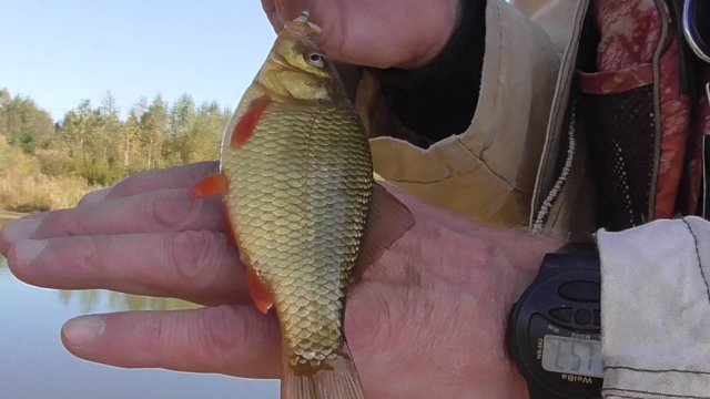 14.09.2025 г. Карасики на летнюю мормышку.