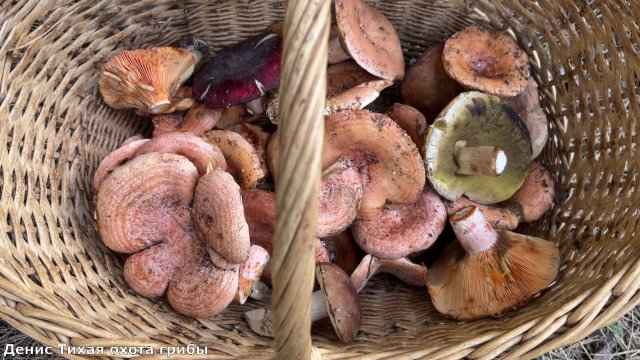 За рыжиками в сосновый бор