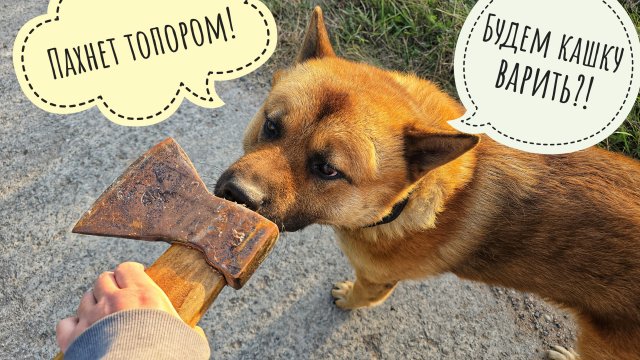 Куда идём мы с топором? Ищем сыча, носим совам еду, угощаем Пса Кубика. Что там с морозилкой?