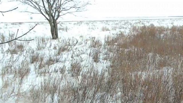 Охота на зайцев  Ещё один ушастый