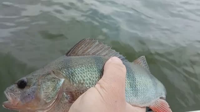 Ловля окуня на бомбарду👍Как собрать снасть на сбирулино