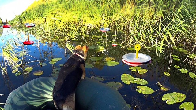 ЩУКА РАЗМЕРОМ С СОБАКУ!  ПОЙМАЛИ ОГРОМНУЮ ЩУКУ