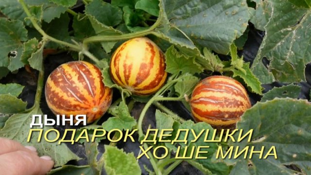 Дыня ПОДАРОК ДЕДУШКИ ХО ШЕ МИНА.