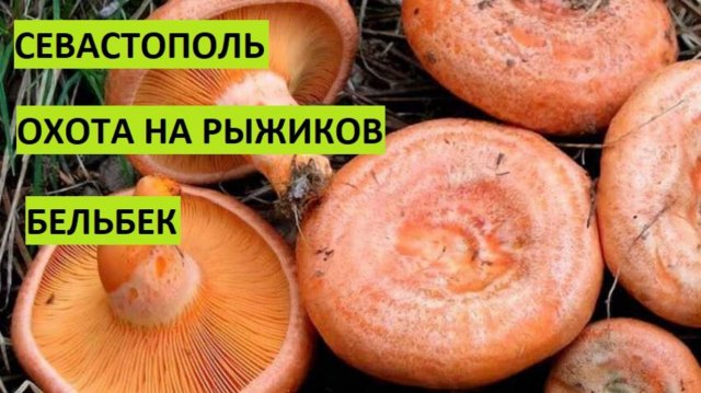 Севастополь. Охота за рыжиками в районе Бельбека