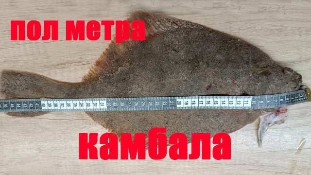 Бешенный клев камбалы на балтике