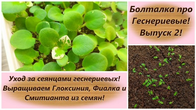 Болталка про Геснериевые! Выпуск 2! Уход за сеянцами геснериевых! Выращиваем Глоксинию и Фиалку!