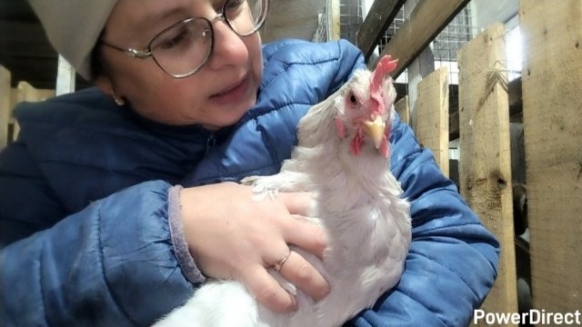 08-11-2025 Чистка у кур / деревенская жизнь / хозяйство / содержание кур.