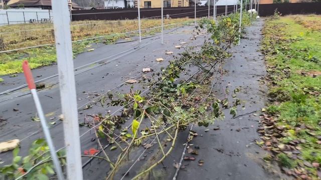 Укрываю ежевику и виноград на зиму в пригороде Твери