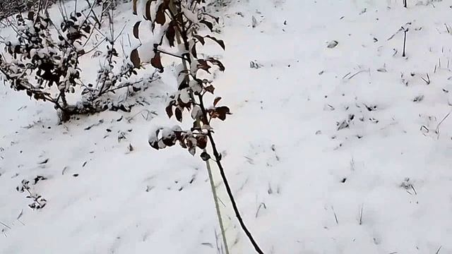 Черенки для прививки  осень-зима 2025 год