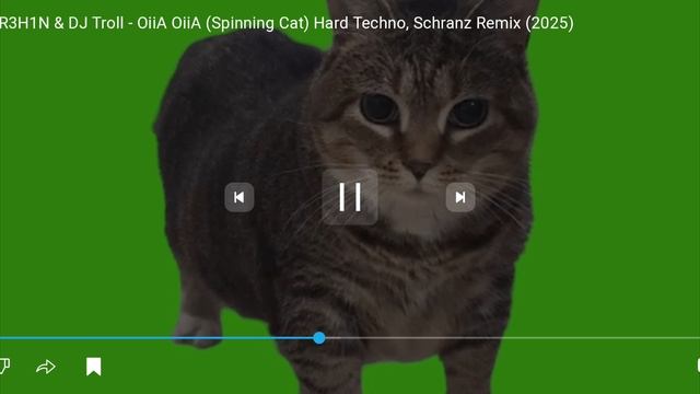 КОТИК У И А {ОСТОРОЖНО СКРИМЕР!} БЕЗ ОЗВУЧКИ