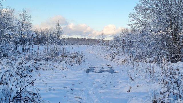 Охота в Ленинградской области сезон 2025-2026  Первый снег ❄️ радости нет предела
