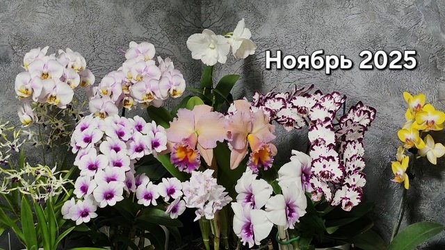 Цветение орхидей.  Ноябрь 2025.