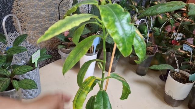 Обзор хой 2я часть 21-11-2025