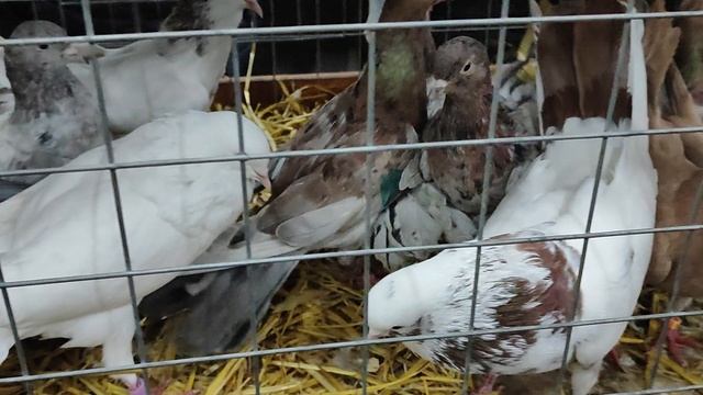 22.11.2025г Москва, Голубиный Рай ч.1