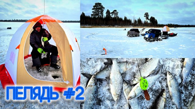 ТАКОЙ КЛЁВ БЫВАЕТ РАЗ В ЖИЗНИ