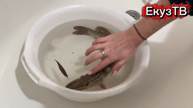 Пробил бак?Ловля Щуки на Оке