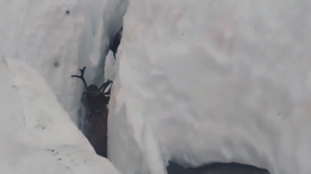 Олени застряли в снежном ущелье у горы Саурей в Приуралье