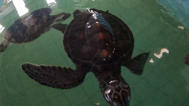 Центр реабилитации черепах Sea Turtle Conservation Center в Као Лаке