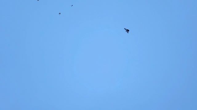 Самаркандские игровые голуби – гордость Тверской земли. Вот они, питомцы Асана, начинают играть.