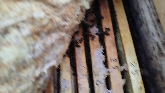 Пасека 29 ноября, расположение клуба пчëл.