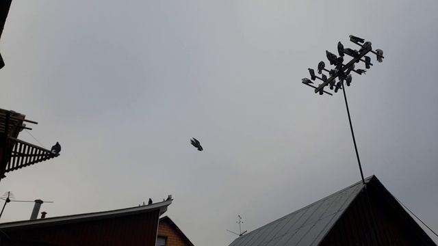 Николаевские голуби на крыше