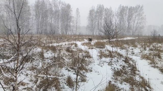 Канадский волк - гибрид. Первая метель. Пришла настоящая зима