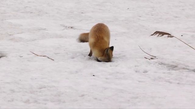 Вы Должны Это Увидеть! Безумные Случаи с Животными, Снятые на Камеру