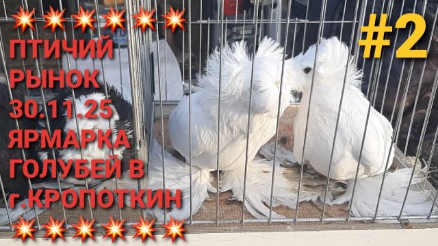 💥💥💥 г.Кропоткин. Птичий рынок 30.11.25. Ярмарка голубей.Часть 2. Pigeons Fair. Bird Market.