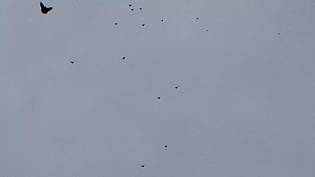 1000106868.mp4 1 серия 6 часов с голубями.