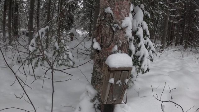 яичная ловушка в деле