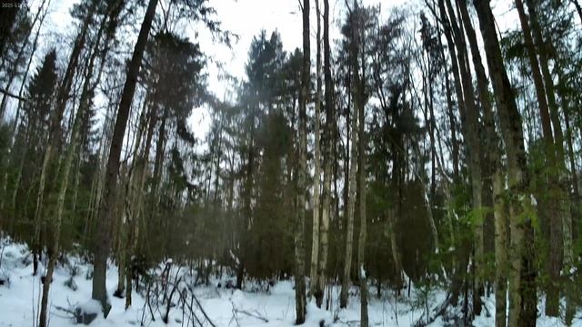 Поиск зайца. 30.11.25 погода +3.