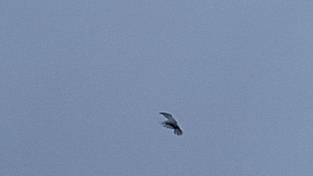 1000106869.mp4 3серия 6 часов с голубями