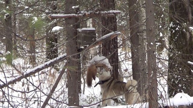 Охота на куницу капканами. Сезон 25-26г. / КУНИЦА ПОНЕМНОГУ ПОПАДАЕТСЯ, НО СЛЕДОВ НЕТ.