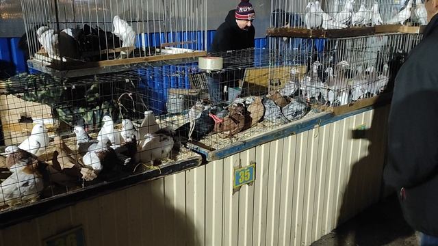 29.11.2025г Москва, Голубиный Рай ч 1