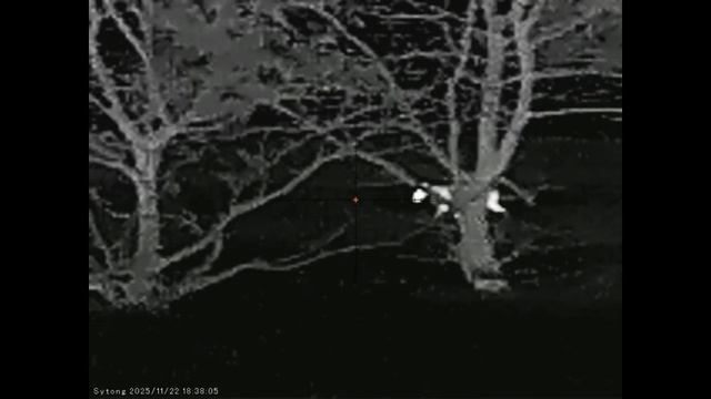 Два интересных вечера охоты на шакала в Волгоградских степях.