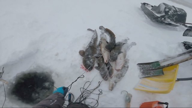 Рыбалка у чëрной дыры. Ловля налима. Пятнадцатая серия.