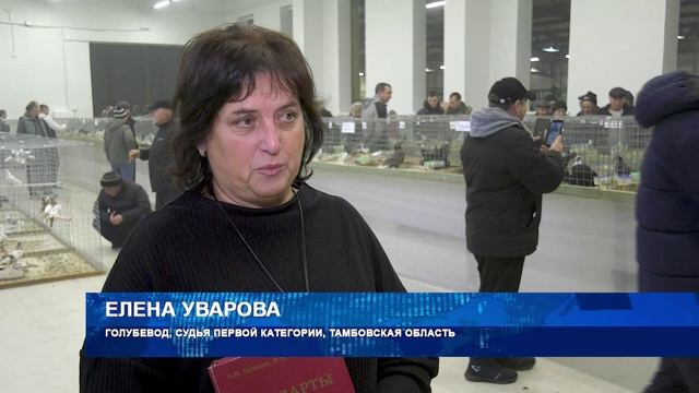 В Воронеже прошла всероссийская выставка-ярмарка голубей, домашних и декоративных кур и кроликов