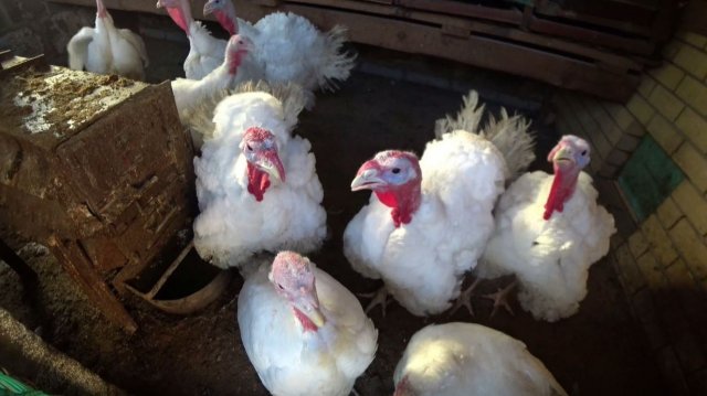 Условия содержания взрослых индюков