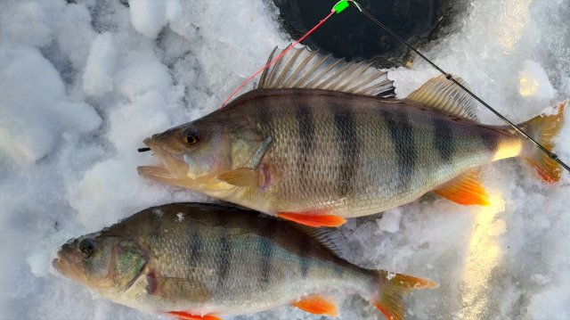 СЕЗОН ТРОФЕЕВ ОТКРЫТ !!! С ЧЁРТИКОМ НА ВОДОХРАНИЛИЩЕ !!!