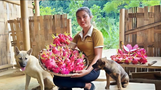 Собираю урожай драконьих фруктов в саду, чтобы отвезти на рынок для продажи. Делаю гнезда для утят