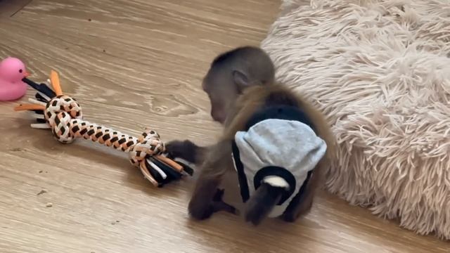 Мы закрыли Анфису, чтобы Финик стал двигаться, спасая ее из «заточения»!