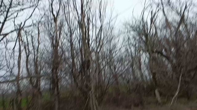 Бигли на охоте