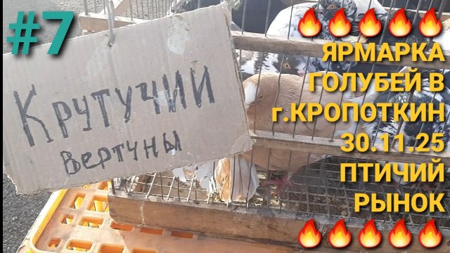🔥🔥🔥 г.Кропоткин. Птичий рынок 30.11.25. Ярмарка голубей. Часть 7. Pigeons Fair. Bird Market.