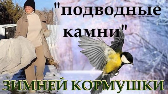 Хотела, как лучше начала кормить птиц. Но такого сюрприза не ожидала